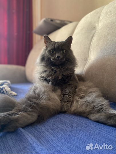 Отдам в добрые руки котов (вместе/по отдельности)