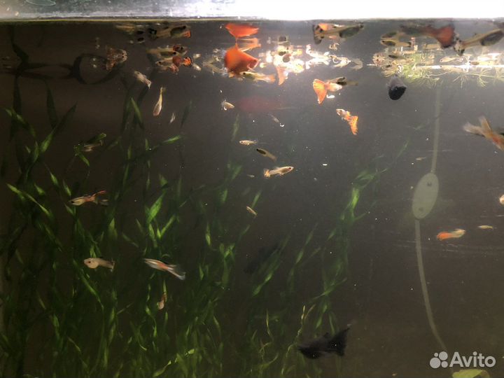 Аквариумные рыбки гуппи