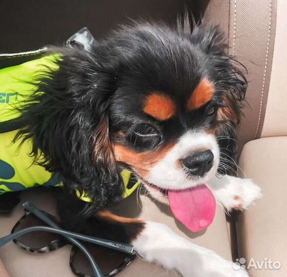 Собачка ккчс, спаниелька мини