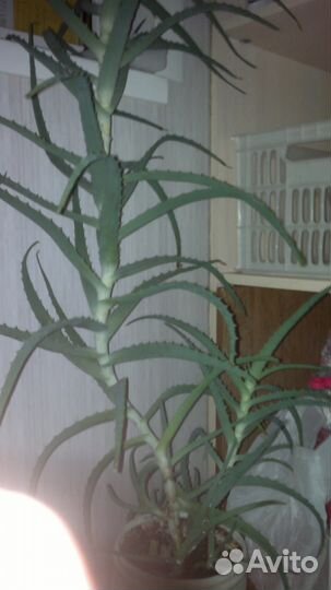 Алоэ 1-4 для лечения и др цветы