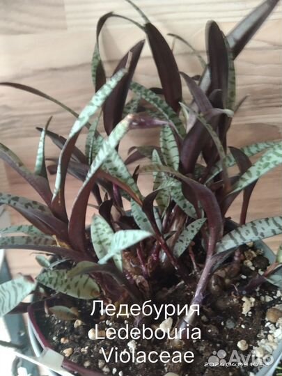 Комнатные растения