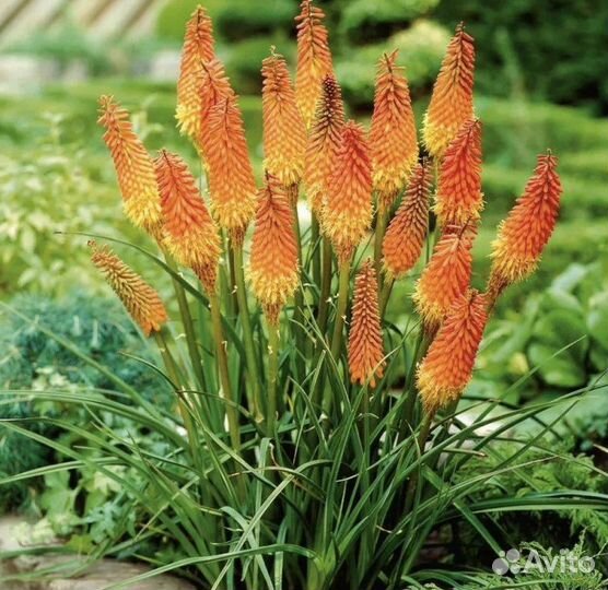 Садовые многолетние растения