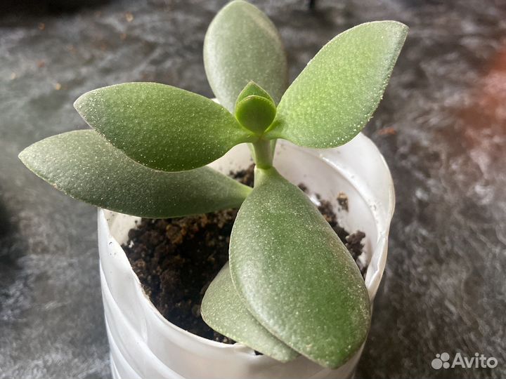 Толстянка живое дерево, денежное дерево