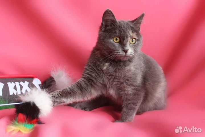 Кошка Паулина