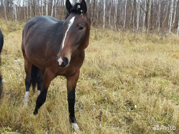 Лошадь кобыла