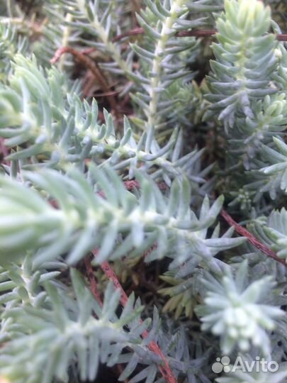 Очиток отогнутый