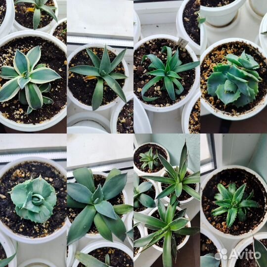 Агавы коллекционные сортовые