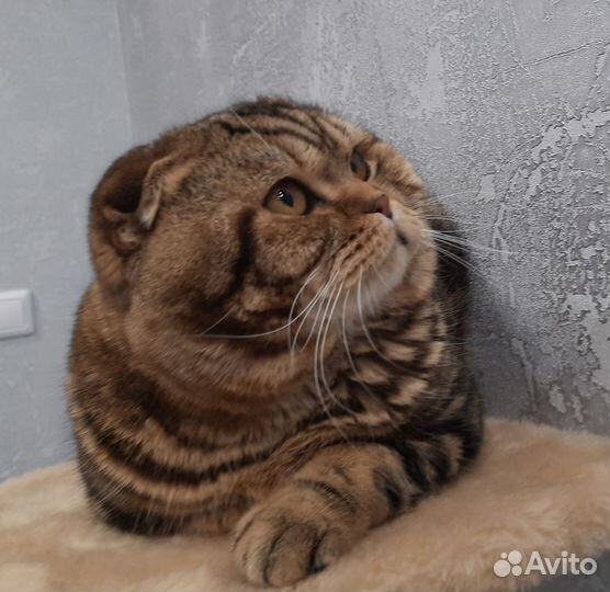 Шотландский кот вязка