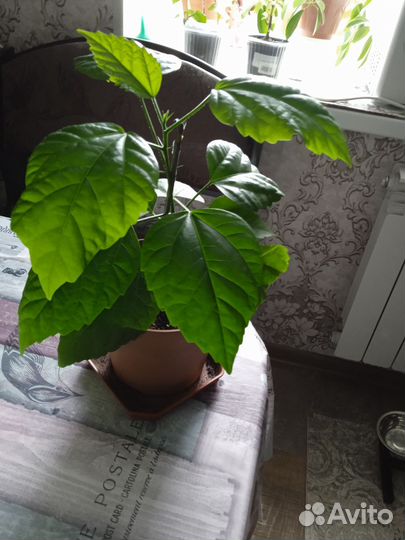 Гибискус китайская роза