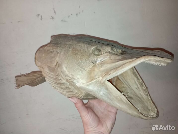 Чучело голова щуки