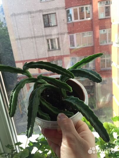 Стапелия,стрептокарпус