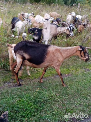 Козы альпийской породы