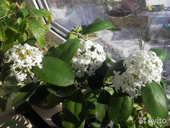 Акокантера - комнатная сирень