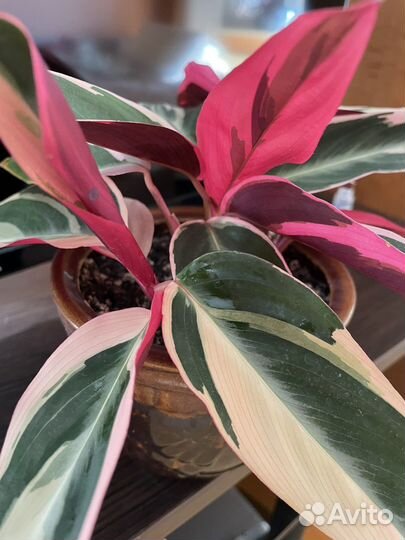 Строманта триколор