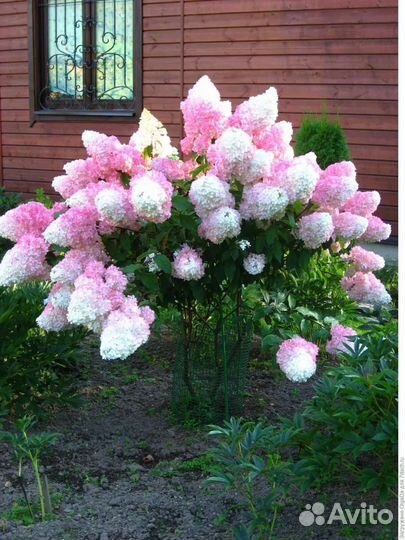 Саженцы метельчатой гортензии