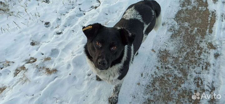 Верный пёс ищет верного хозяина