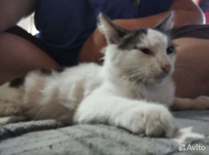 Бесплатно. Котик 4 месяца