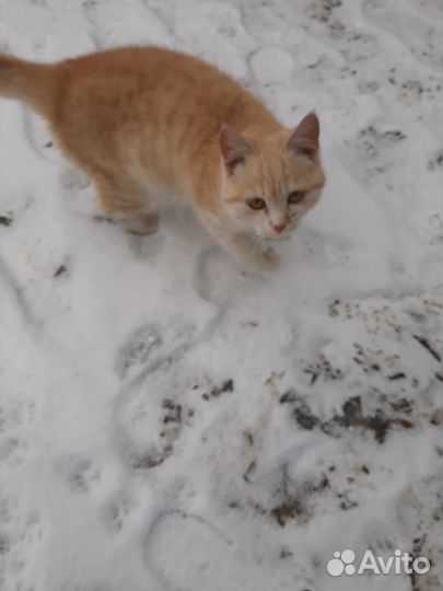 Котик бесплатно