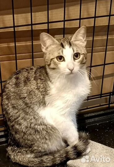 Котенок Сонечка в дар