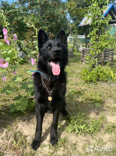 Немецкая овчарка вязка