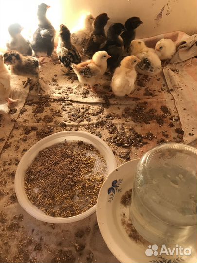 Цыплята суточные и подросшие