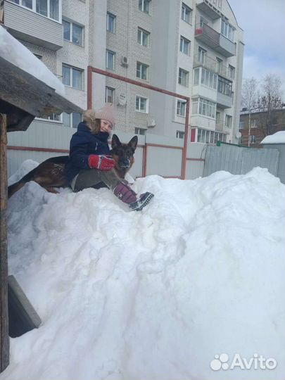 Кобель немецкой овчарки - вязка