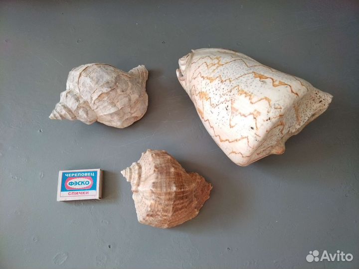 Морские ракушки