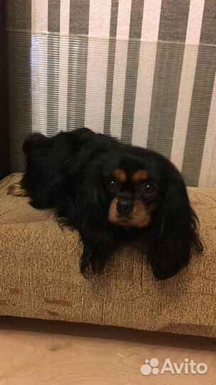 Девочки кавалер кинг чарльз спаниель