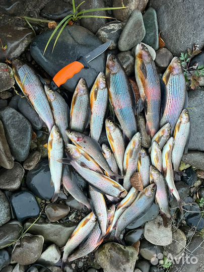 Аренда домиков для отдыха