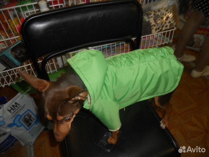 Пошив одежды для животных