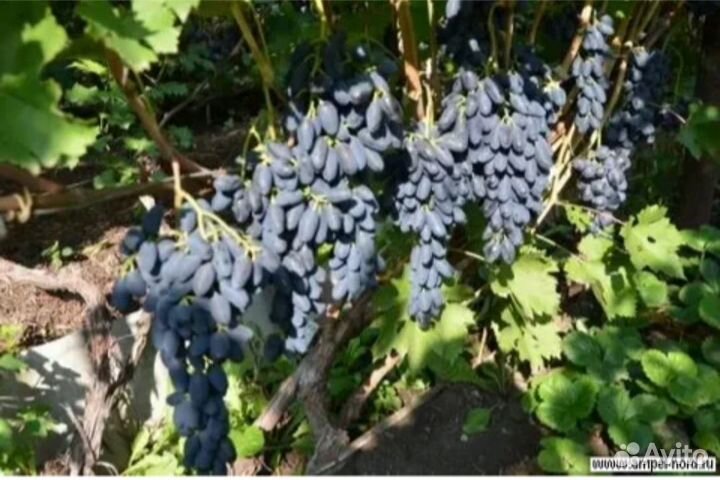 Черенки (чубуки) винограда