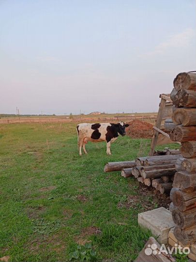 Корова молочная