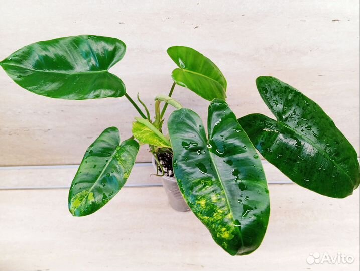 Филодендрон Бурле Макс вар
