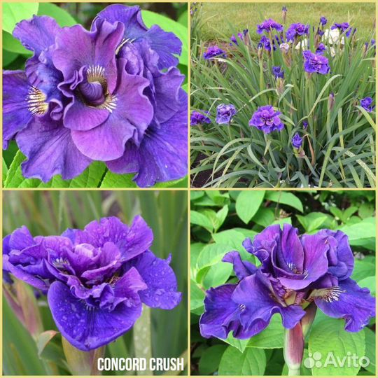 Ирис сибирский Конкорд Краш
