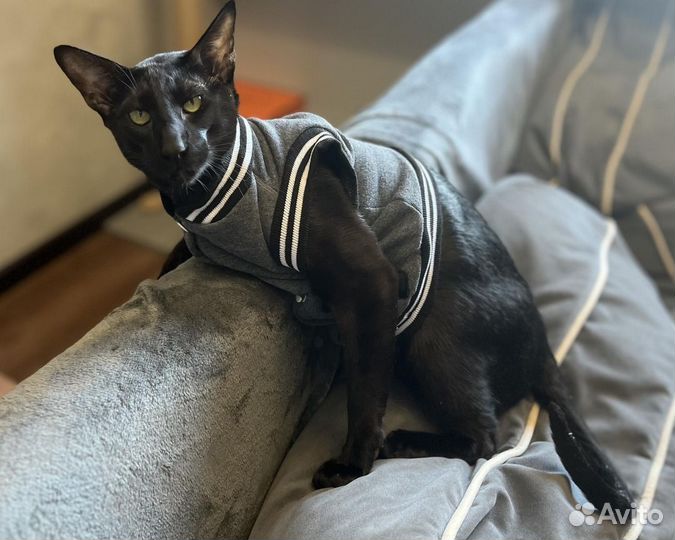 Одежда для животных