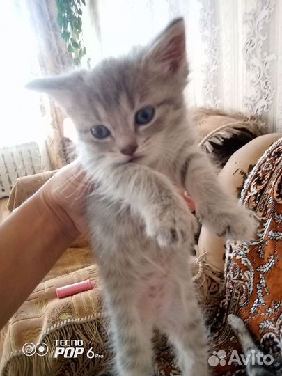 Котята и кошка