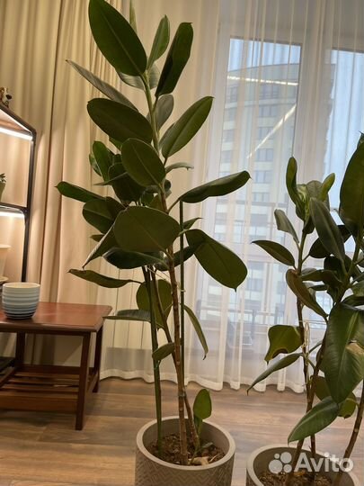 Комнатные цветы фикус