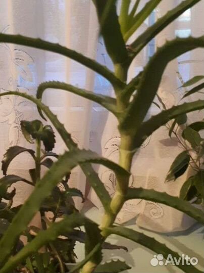 Алоэ лечебный