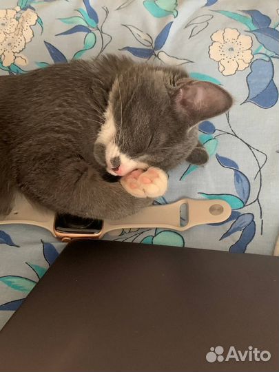 Кошка бесплатно