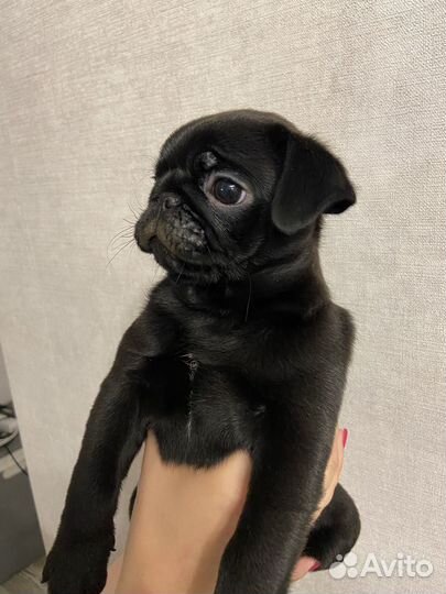 Мопсик мальчик