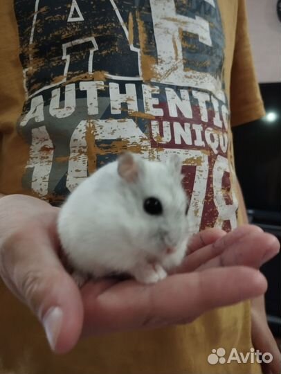 Джунгарский хомяк