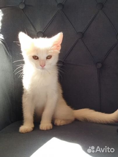 Котята отдам бесплатно