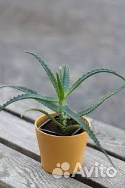 Золотой ус, индийский лук, алоэ