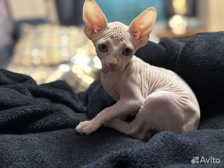 Канадский сфинкс