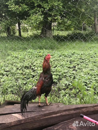 Бойцовые петухи