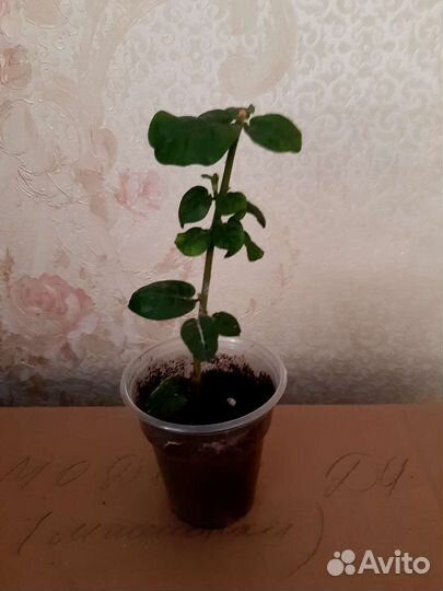 Комнатный жасмин Самбак