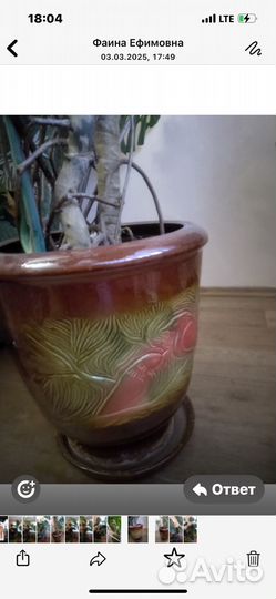 Монстера цветок