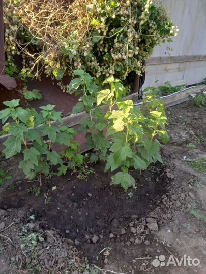 Саженцы элитной черной сморлдины крупной