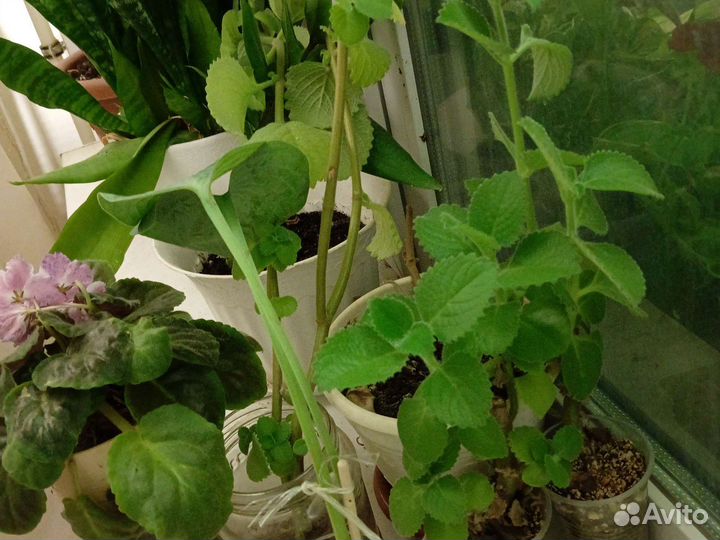 Домашняя мята