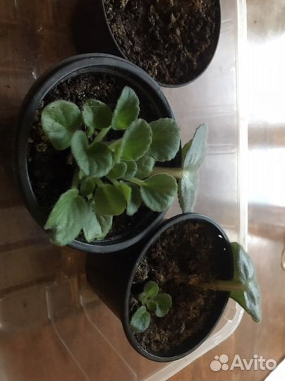 Фиалка листики укоркненные